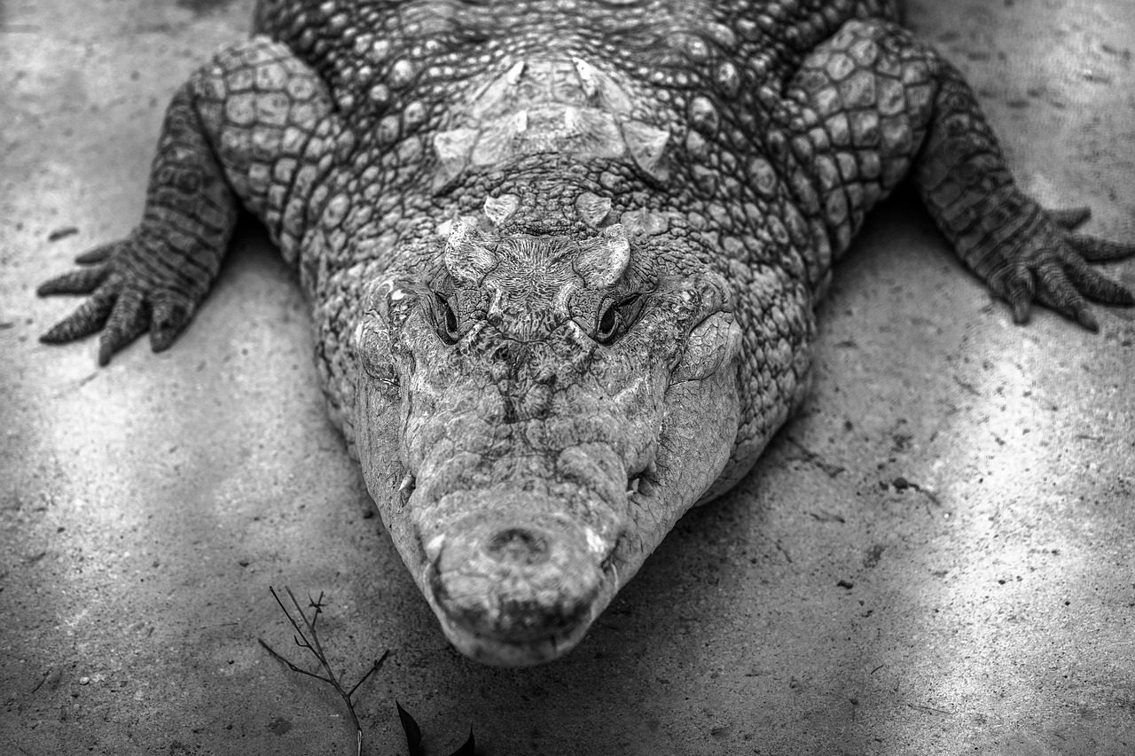The Venda People and the White Crocodile Guardian (Image Credits: Pixabay)