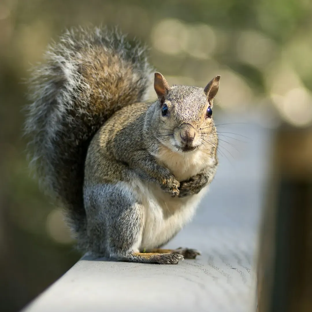 The Squirrel (Image Credits: Unsplash)