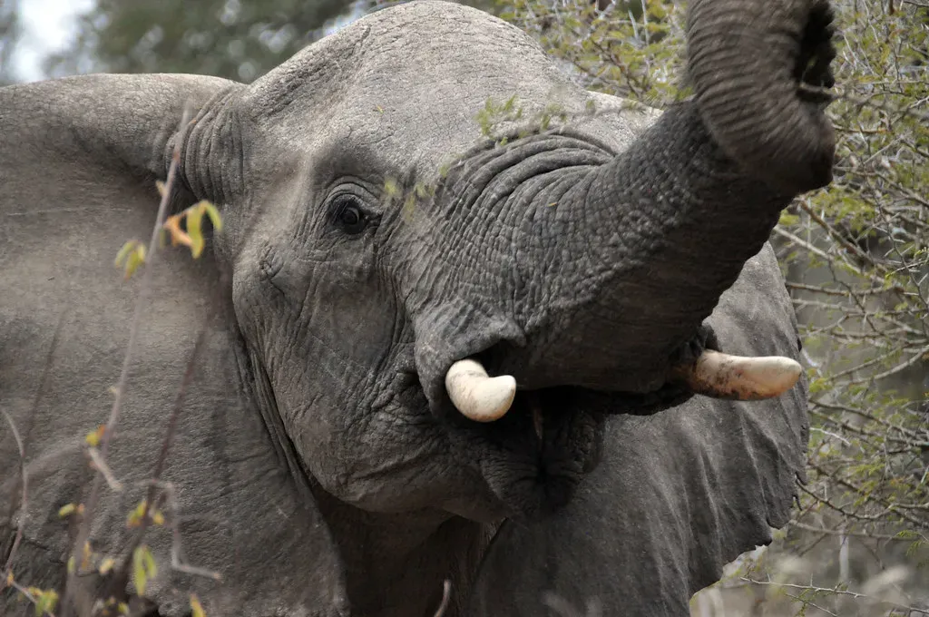 7. They Can Imitate Sounds From Other Species and Environments (downeym, Flickr, CC BY 2.0)