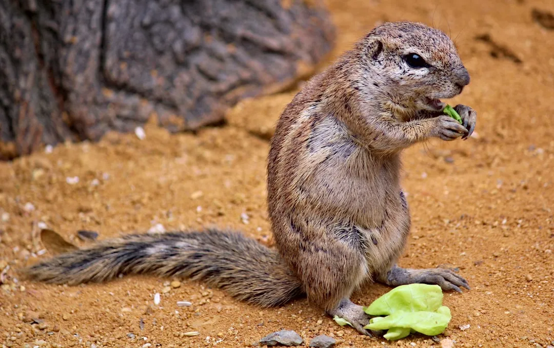 Cape Ground Squirrel: Beating the Heat With Shade and Strategy (Image Credits: Unsplash)