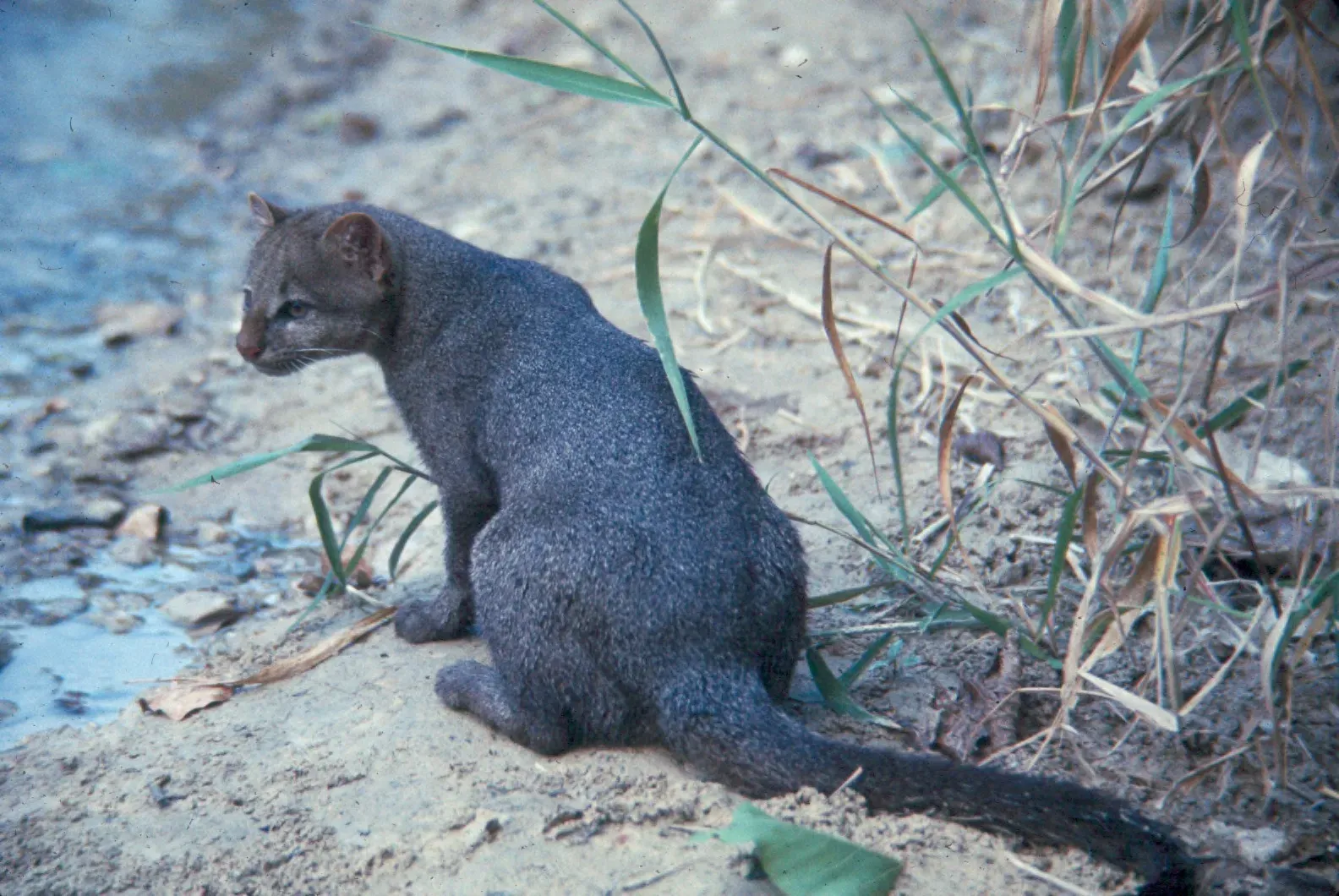 Their Conservation Status is Complicated (Image Credits: Wikimedia)