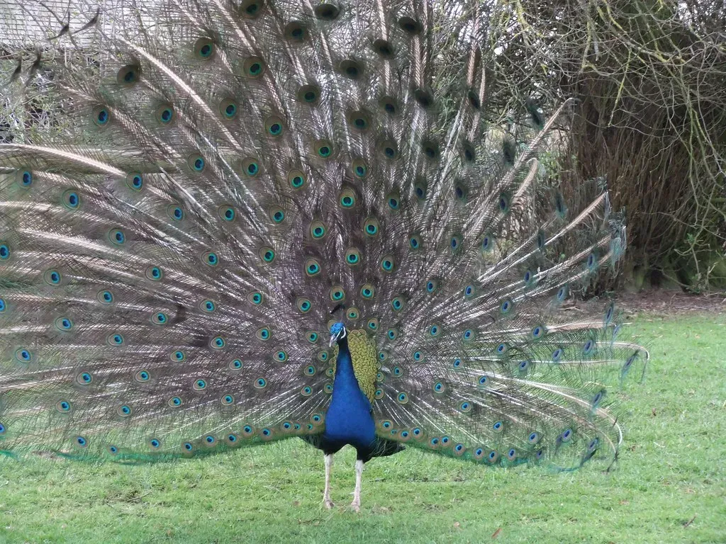 Leo: The Vain Peacock (Image Credits: Flickr)