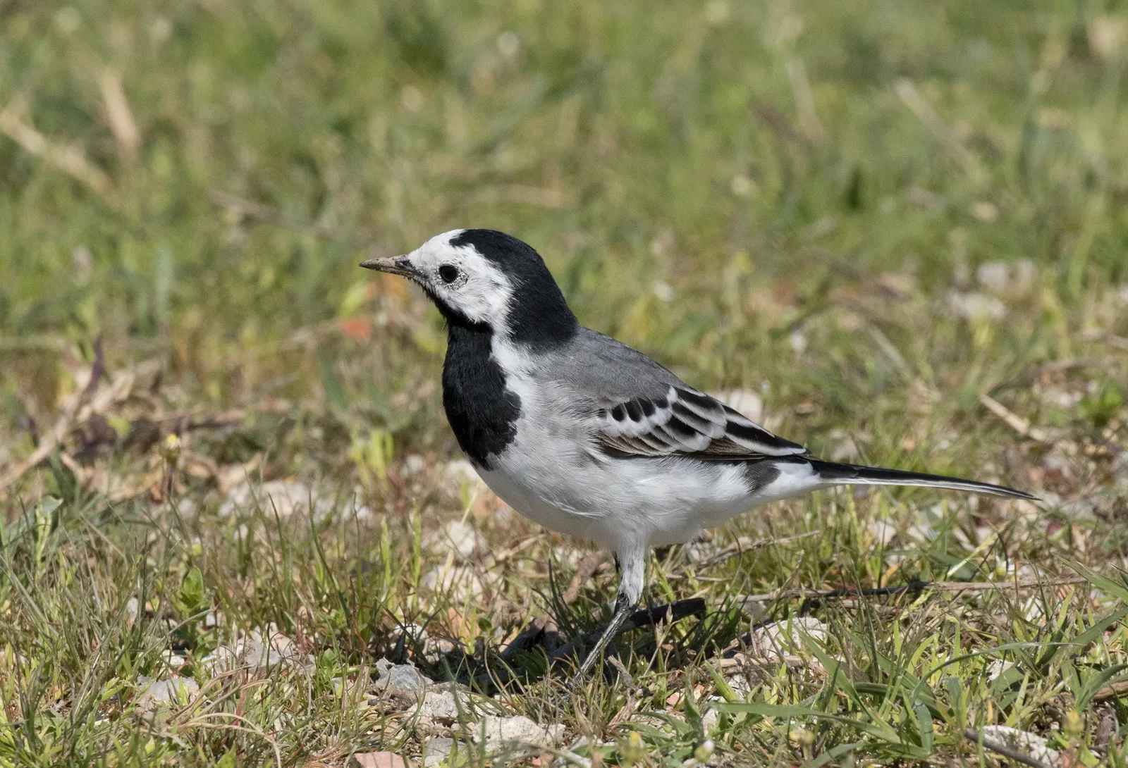 #30 - Wagtails in Driveways and Lawns: Fewer Tails Bobbing Around the Patio (By Zeynel Cebeci, CC BY-SA 4.0)