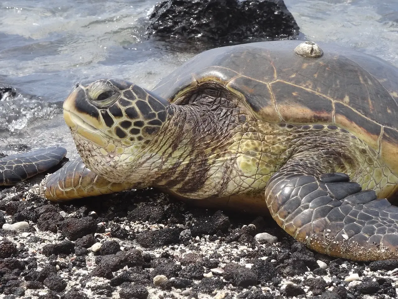 Hawaii: The Ultimate Island Laboratory (Image Credits: Pixabay)