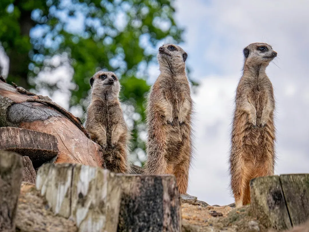 14. The Meerkat: The Sentry With a Standing Habit (Image Credits: Unsplash)