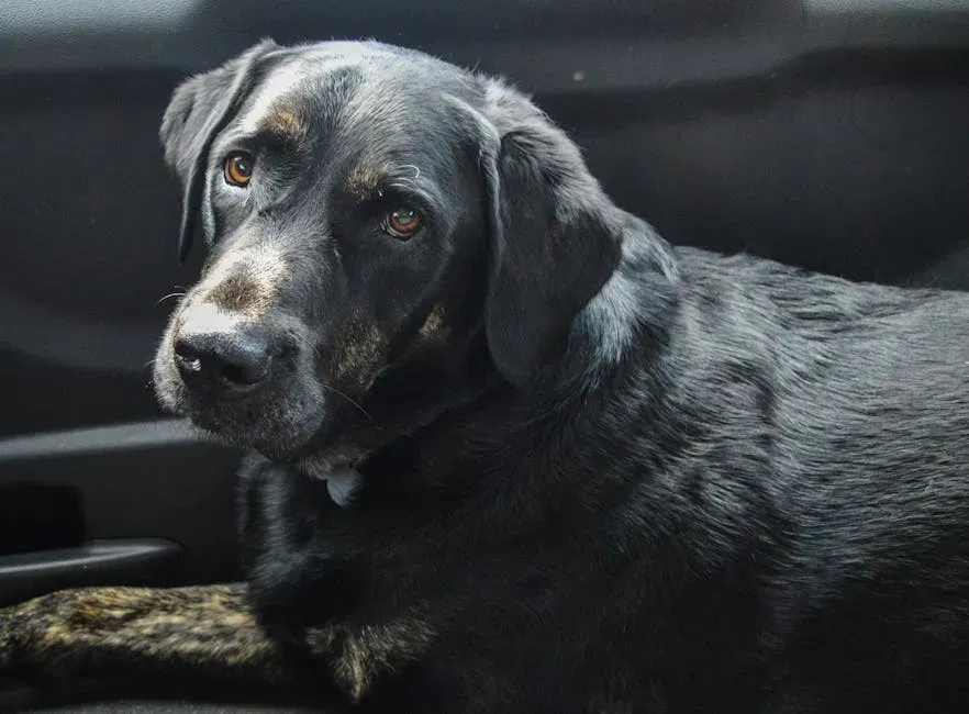 2. Labrador Retriever: Gentle, Smart, and Surprisingly Cat-Friendly (Image Credits: Pexels)