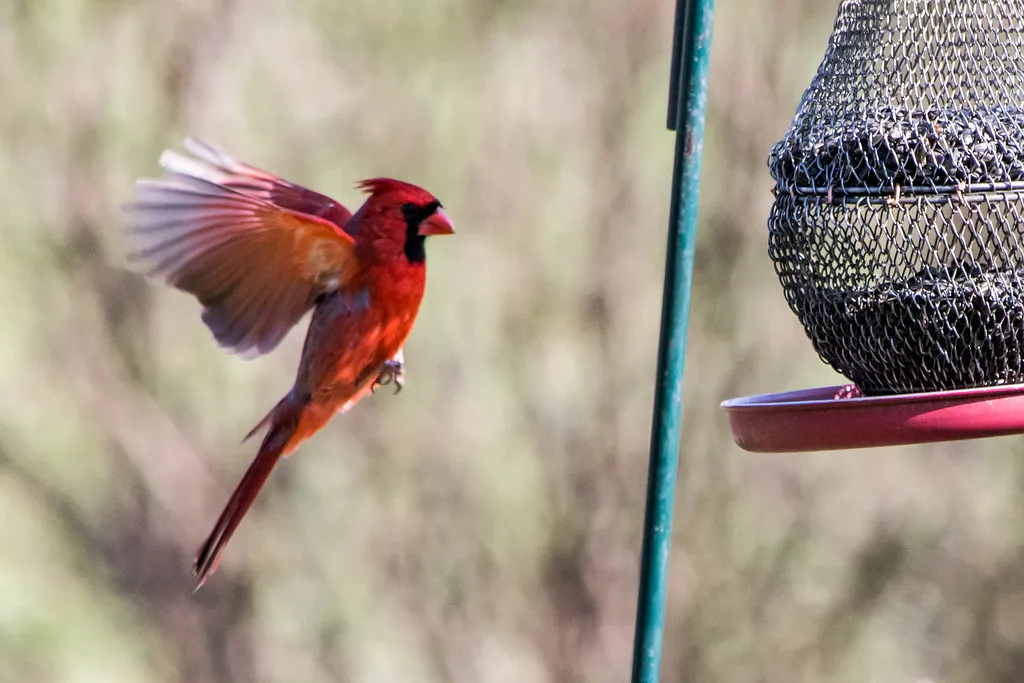 #2 They Feed in Quick, Intense Bursts (Image Credits: Flickr)