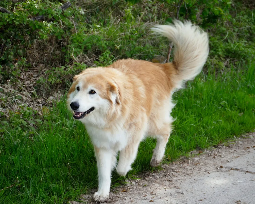 #5 - Pyrenean Shepherd: Brilliant, Intense, and Almost Invisible (Image Credits: Unsplash)
