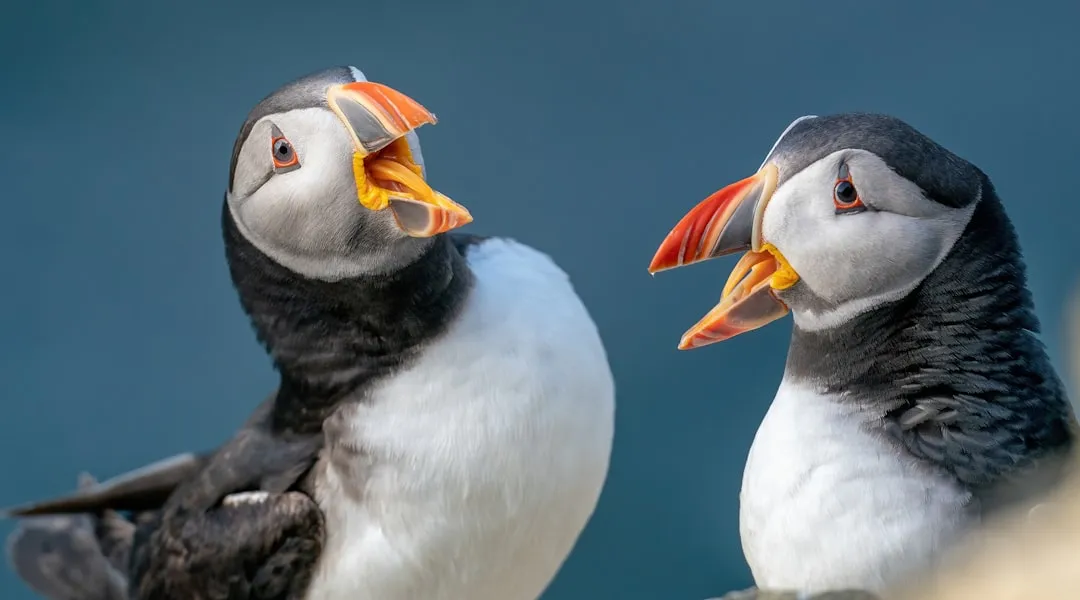 1. Puffins' Beaks Transform with the Seasons (Image Credits: Unsplash)