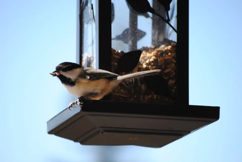 7. The Social Scene: Who Else Feeds Here (NSPaul, Flickr, CC BY 2.0)