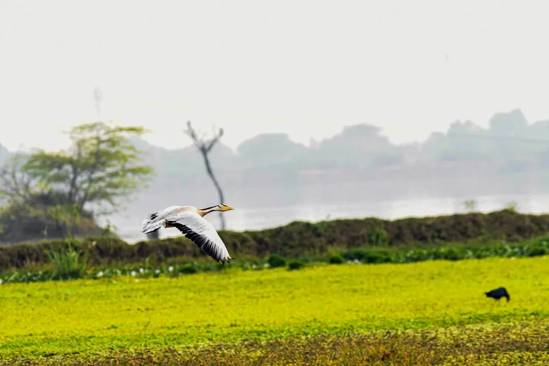 Sagittarius: The Bar-Headed Goose (Image Credits: Unsplash)