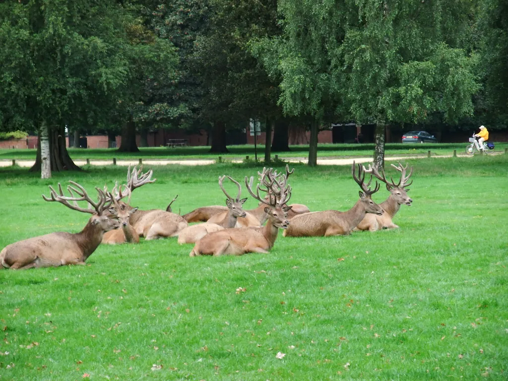 Coexisting with Your Four-Legged Visitor (☺ Lee J Haywood, Flickr, CC BY-SA 2.0)