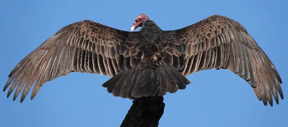#8: They Spread Their Wings to Regulate Body Temperature (Image Credits: Pexels)