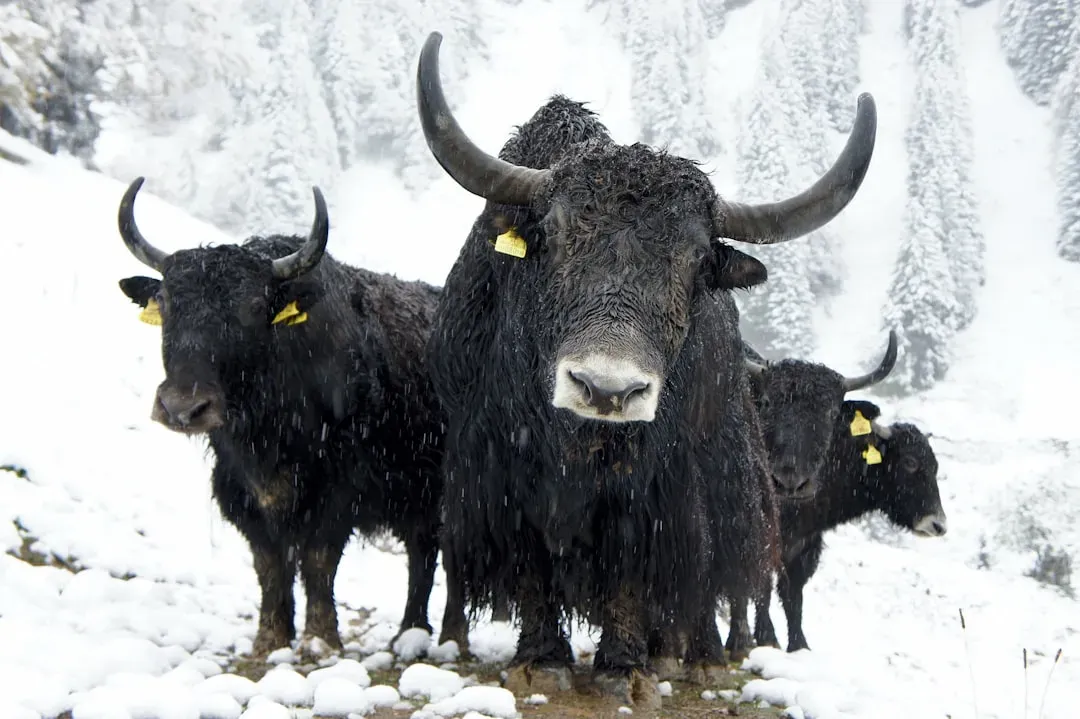 The Fuel That Keeps Homes Warm (Image Credits: Unsplash)