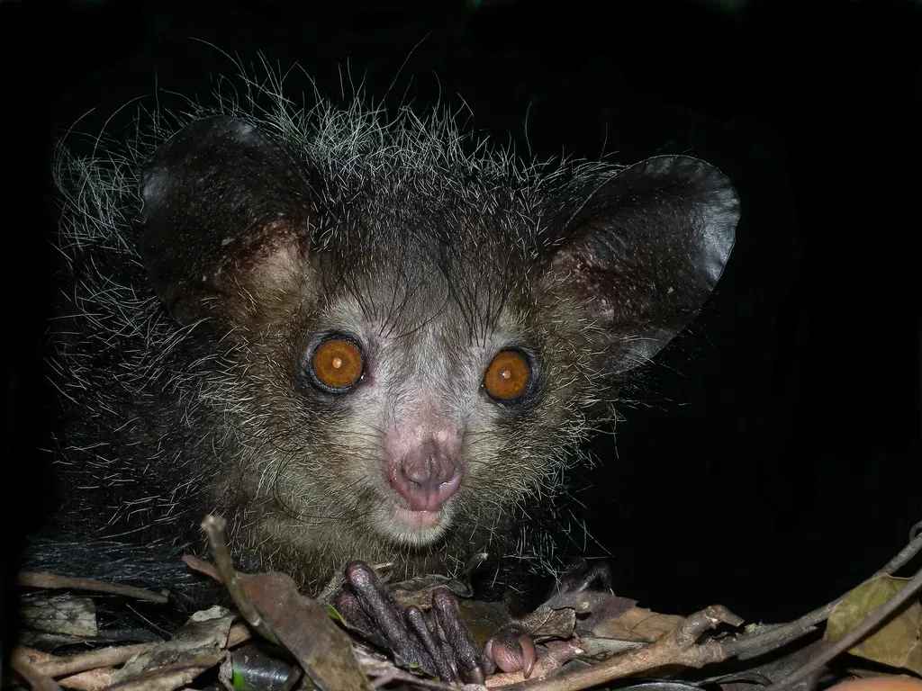 The Aye-Aye: Nature's Strangest Primate (Frank.Vassen, Flickr, CC BY 2.0)