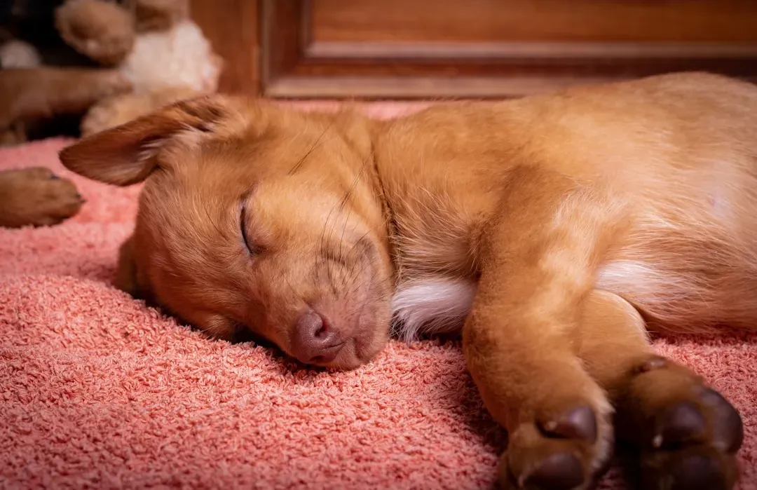 Small Dogs Dream More Frequently (Image Credits: Unsplash)
