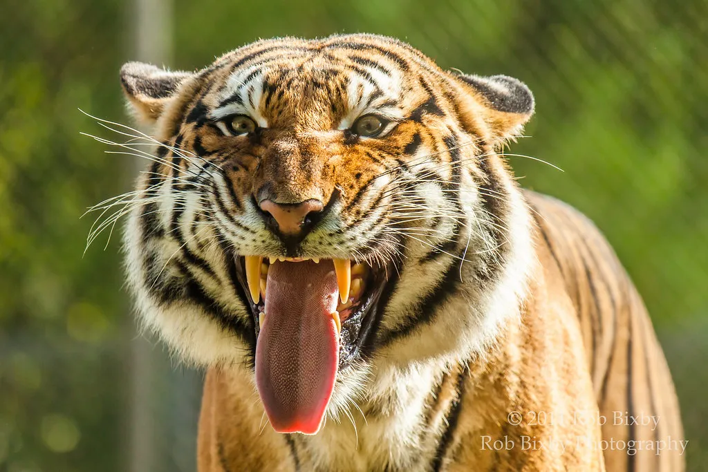 They Have a Unique Social Structure Among Big Cats (Rob Bixby, Flickr, CC BY 2.0)