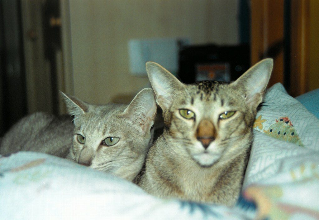 #4 Oriental Shorthair (Image Credits: Flickr)