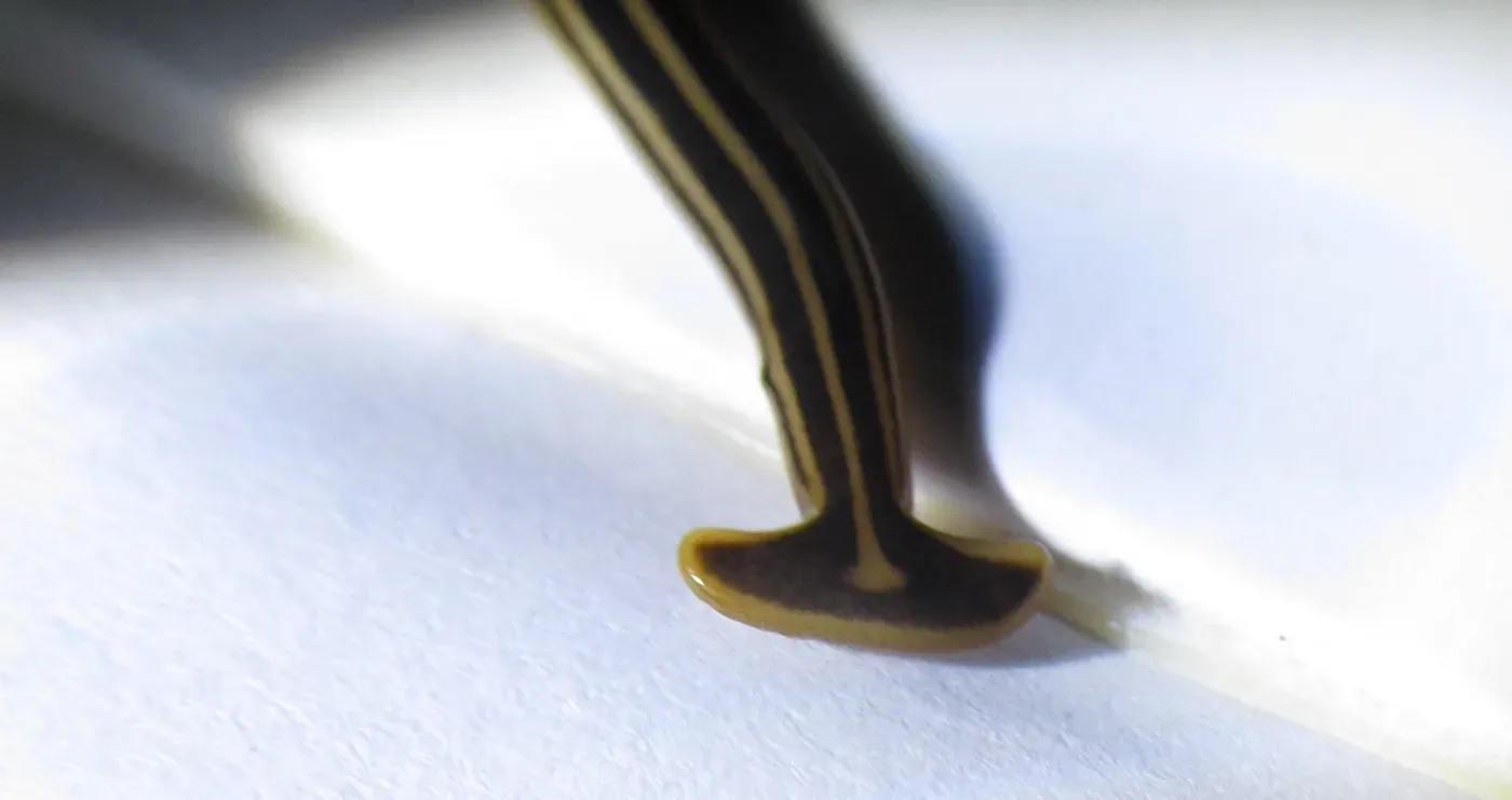 Planarian Flatworms (Image Credits: Wikimedia)