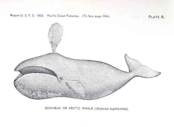 7. The Bowhead Whale: The Longest-Living Mammal on Earth (Wilcox, William A. (1895) Fisheries of the Pacific coast, Report of the Commissioner (United States Commission of Fish and Fisheries), 1892/1893, Washington, D.C.: Government Printing Office, Public domain)
