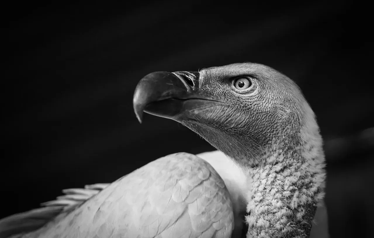 Virgo: The Relentless Vulture (Image Credits: Pixabay)