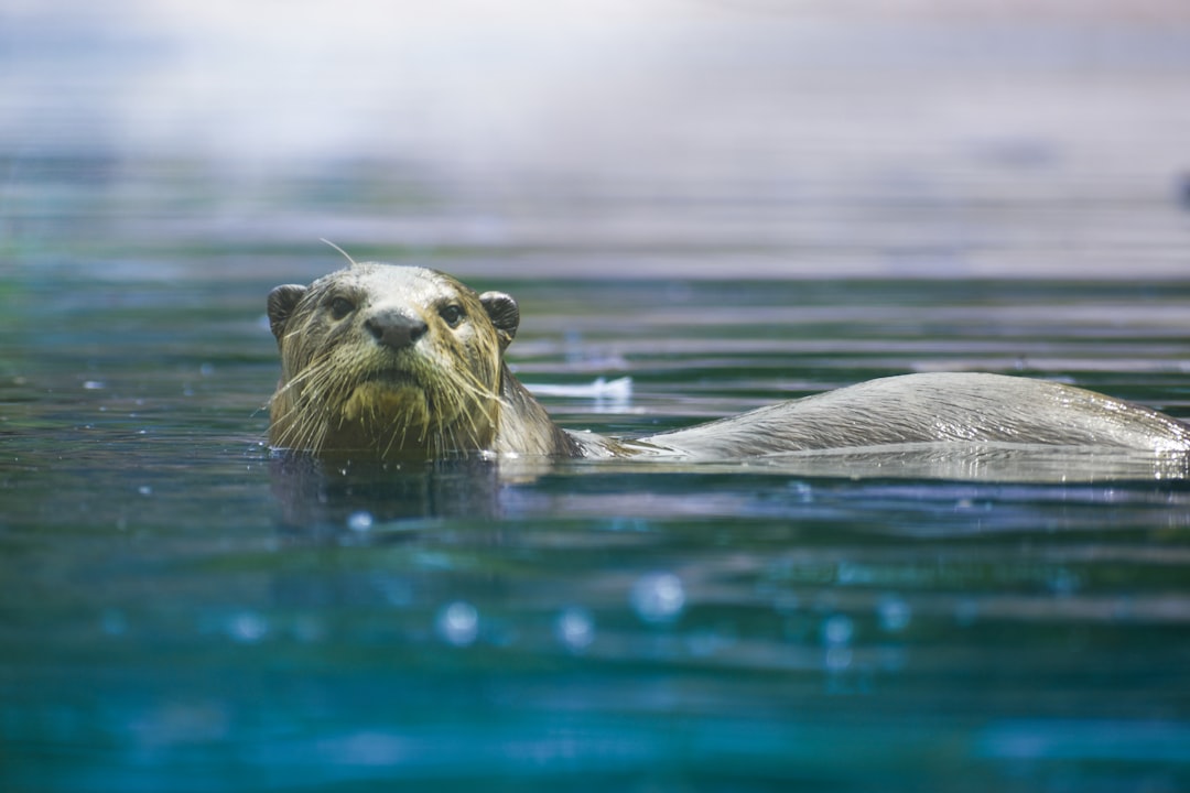 Sea Lions: The Aquatic Acrobats with Brains (Image Credits: Unsplash)