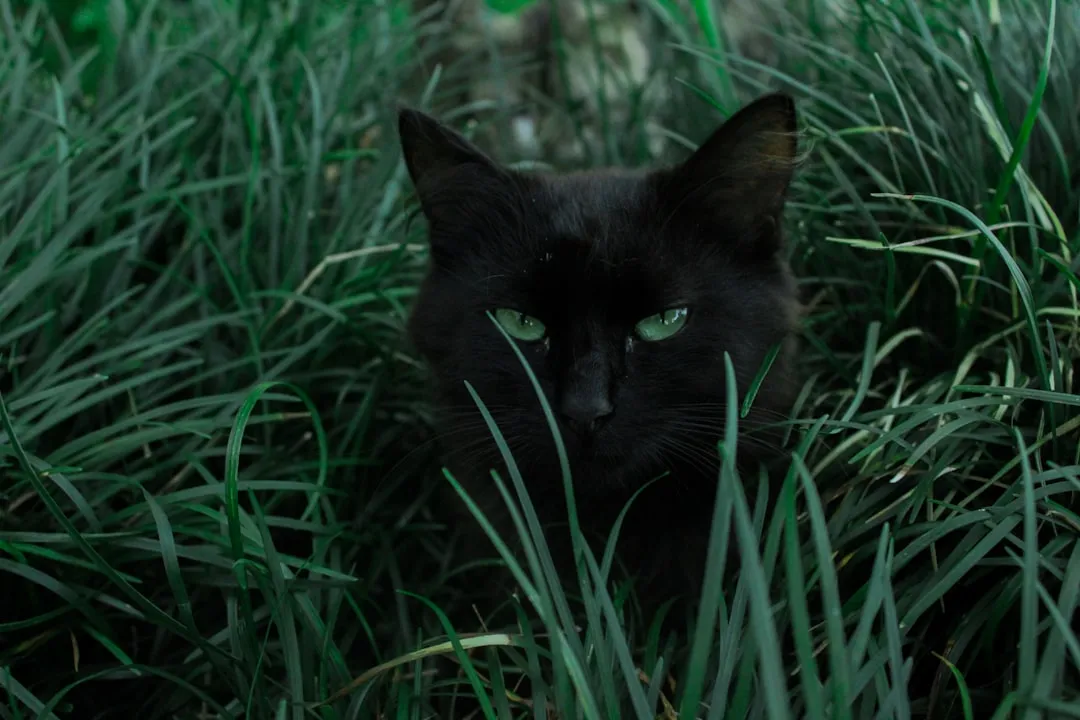 #17 - Black Domestic Shorthairs: The Invisible Majority (Image Credits: Unsplash)