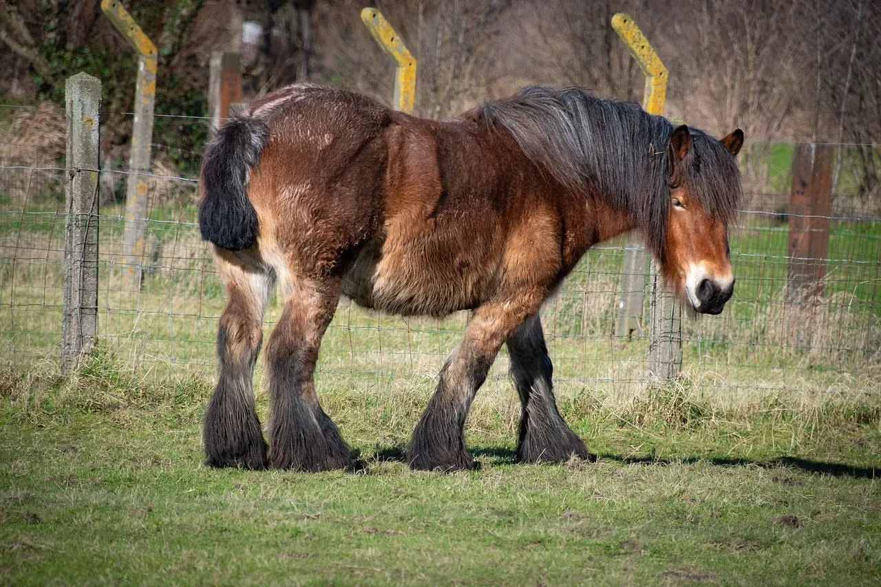 Belgian Draft: The Gentle Giant Of The Farm (Image Credits: Pixabay)