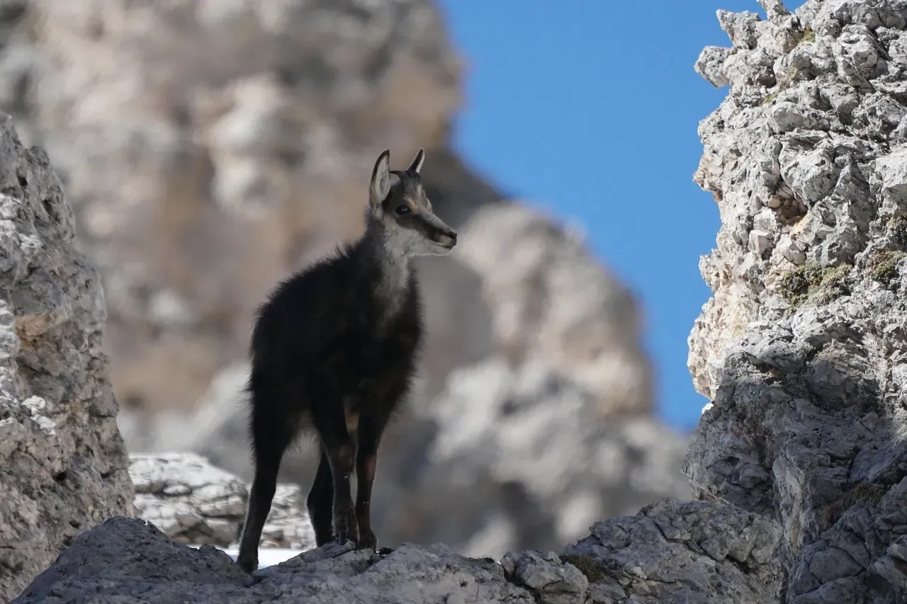 Virgo: The Precise Chamois (Image Credits: Pixabay)