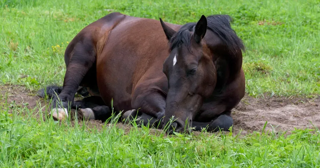 They Allow You Near Them When Lying Down (Image Credits: Unsplash)