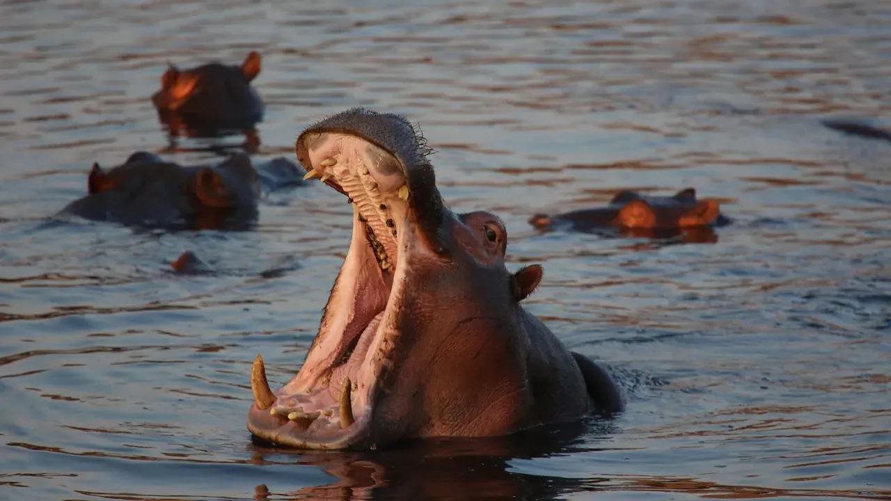 They're Africa's Deadliest Large Mammal (Image Credits: Pixabay)