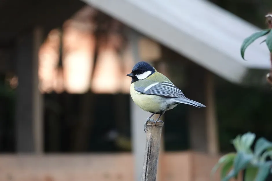 #10 - Deliberately Choosing Low Perches Near You (Image Credits: Pexels)