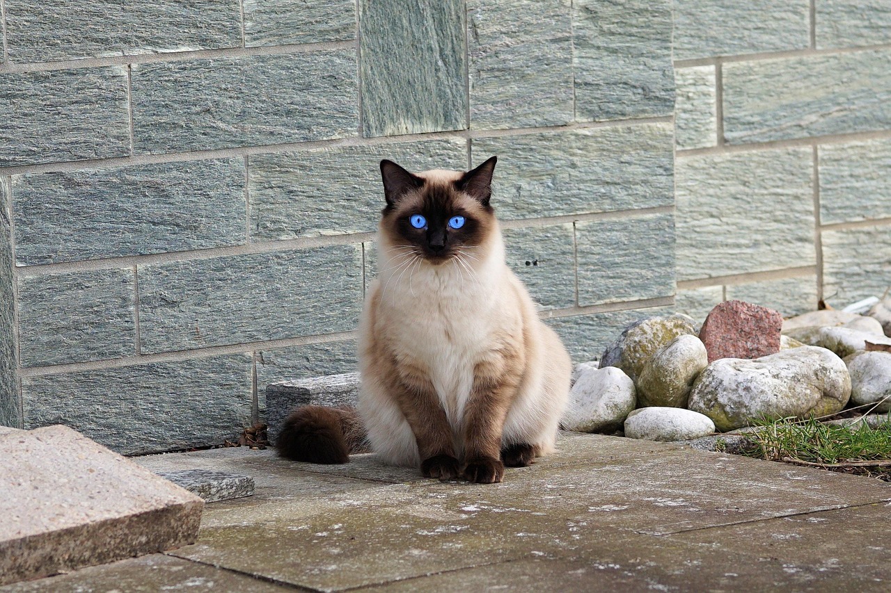 #10 Siamese (Image Credits: Pixabay)