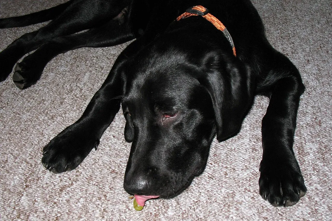 Labrador Retriever: The People Pleaser Who Never Stops Eating (Image Credits: Pixabay)