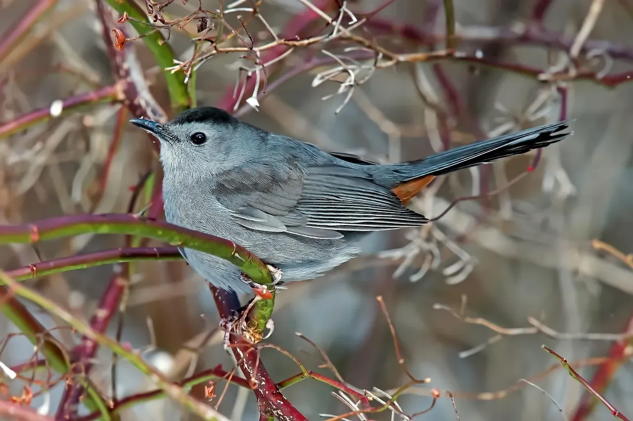 A Bird Worth Listening For (Image Credits: Pixabay)