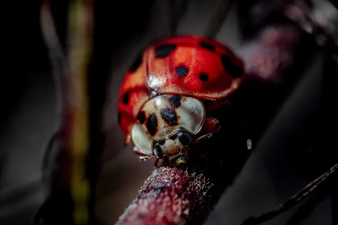 3. Ladybugs: Tiny Predators With an Outsized Appetite (Image Credits: Unsplash)