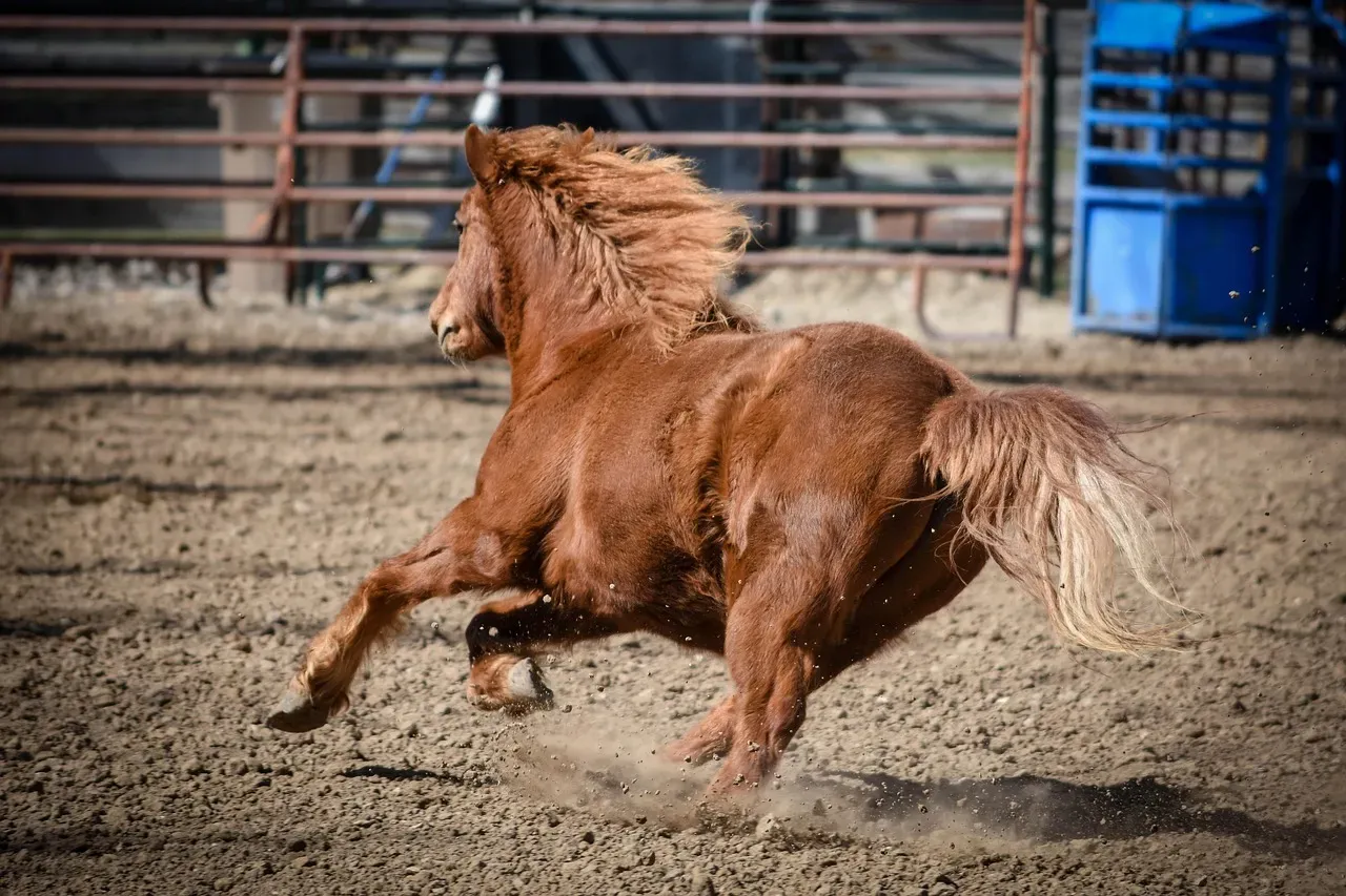 Sagittarius: The Adventurous Horse (Image Credits: Pixabay)