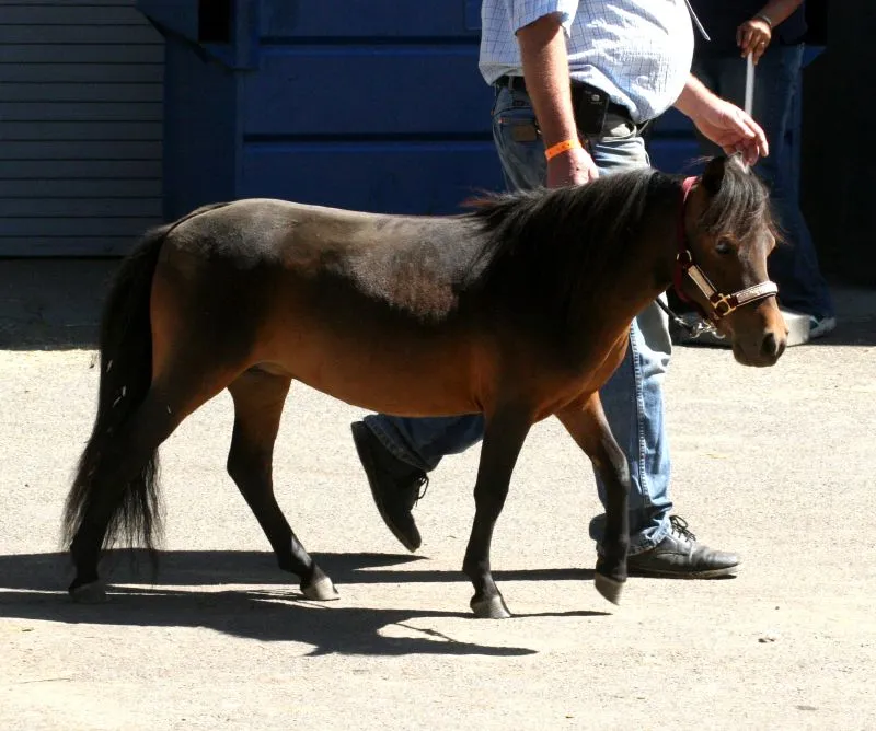 #18 - Miniature Horse: Tiny Body, Giant Vet Bills (originally posted to Flickr as Miniature Horse, CC BY 2.0)