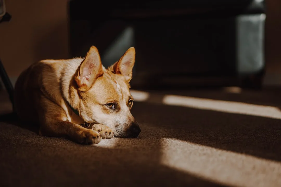#1 - The Sudden Love Affair With Sunbeams (Image Credits: Unsplash)