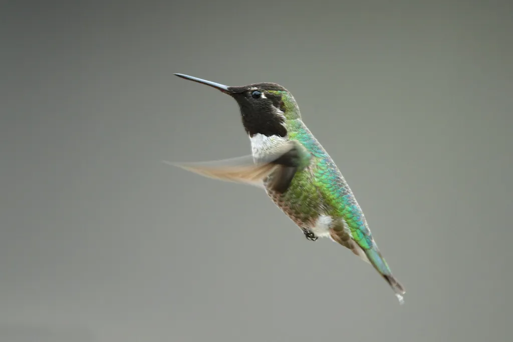 #7 - Males Quietly Disappear Days Before Everyone Else (Anna's hummingbird (Calypte anna) in flight .... 2 of 2
Uploaded by Snowmanradio, CC BY 2.0)