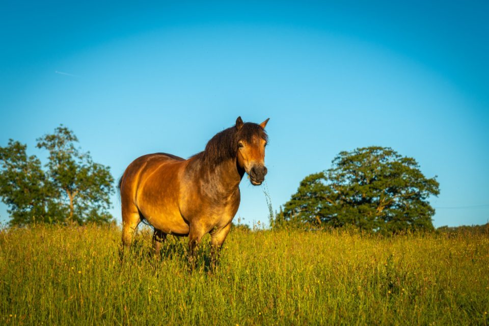 The Akhal-Teke: Nature's Living Golden Statue (Image Credits: Stocksnap)