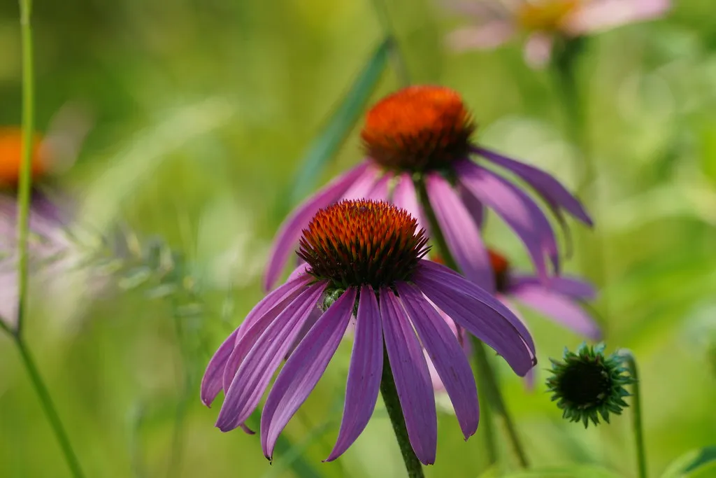 #28 - Coneflowers (Echinacea): The Pollinator Favorite That Isn't Theirs (Joe K Gage, Flickr, CC BY-SA 2.0)