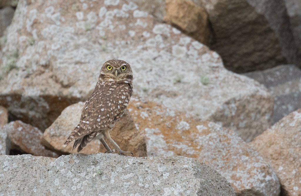 Leo: The Burrowing Owl (Image Credits: Flickr)