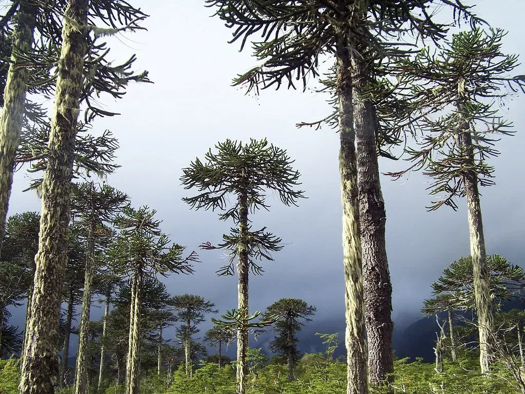 Monkey Puzzle Forest, Chile (Image Credits: Flickr)