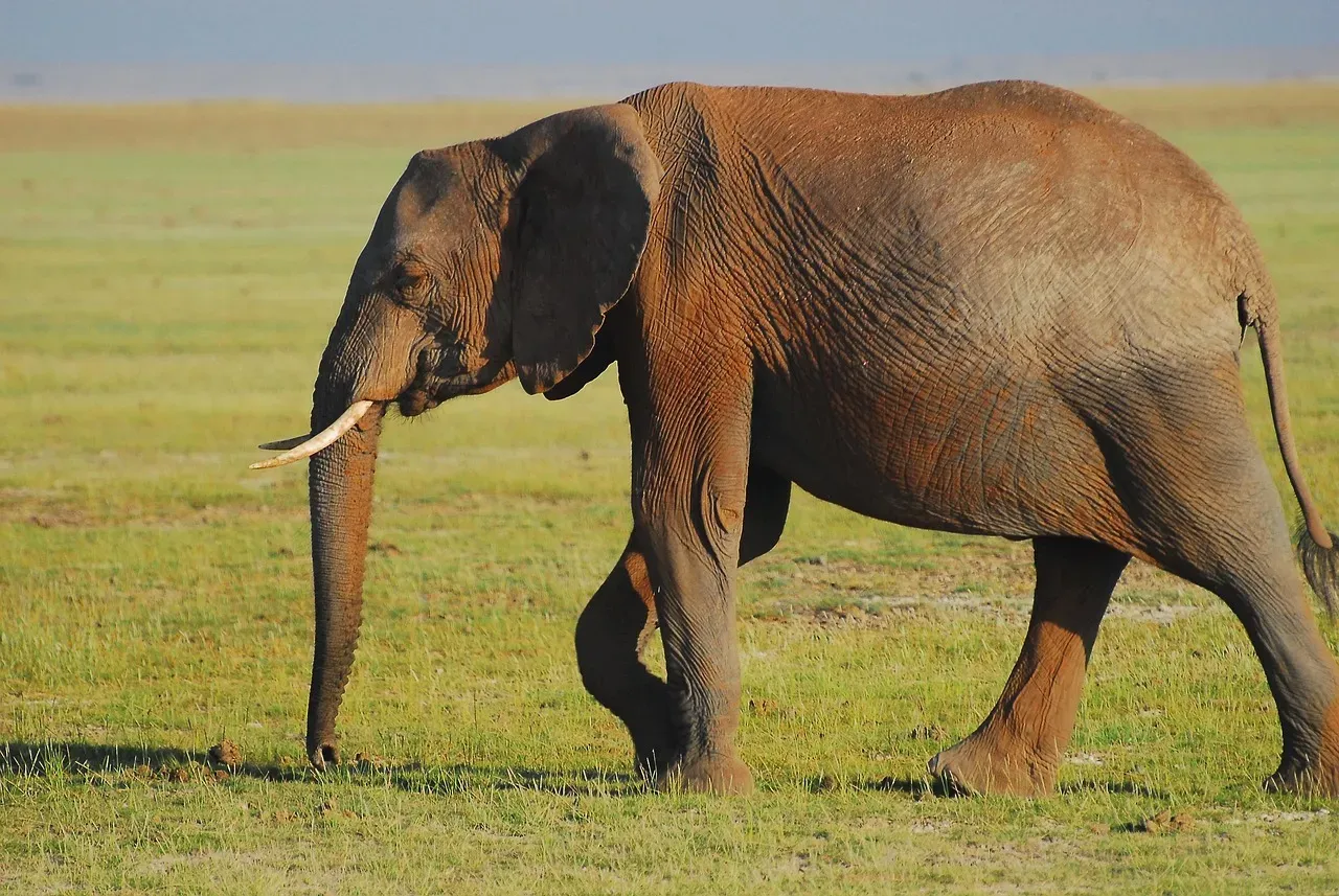Elephants: Memory Keepers with Deep Empathy (Image Credits: Pixabay)