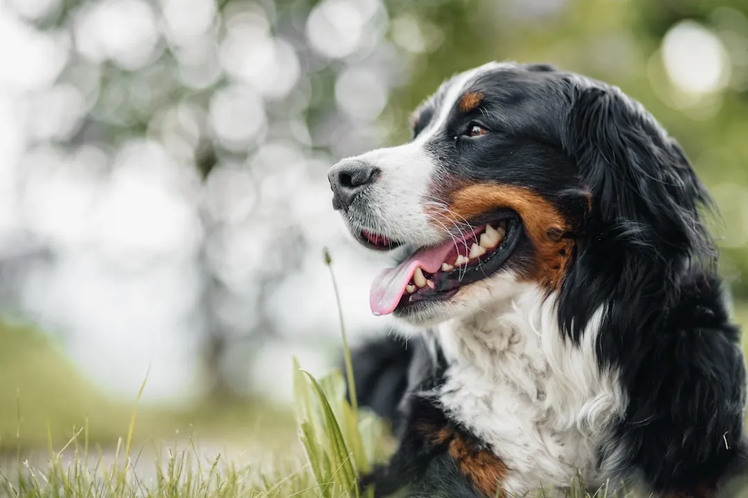 Libra &ndash; The Bernese Mountain Dog (Image Credits: Unsplash)