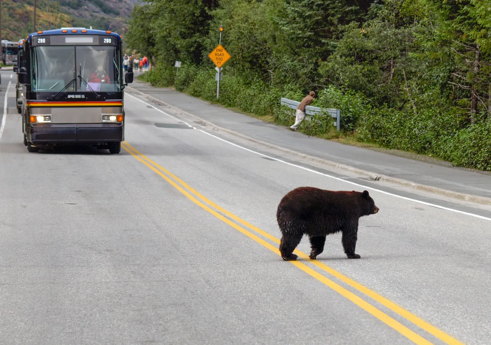 The Other Side of Success: When Bears and Humans Collide (By Gillfoto, CC BY-SA 4.0)