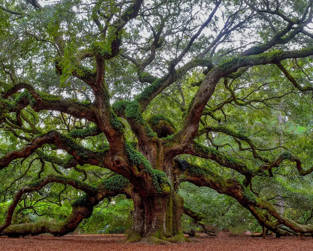 #18 - Oaks: The Tree They Should've Planted the Day They Moved In (Image Credits: Unsplash)