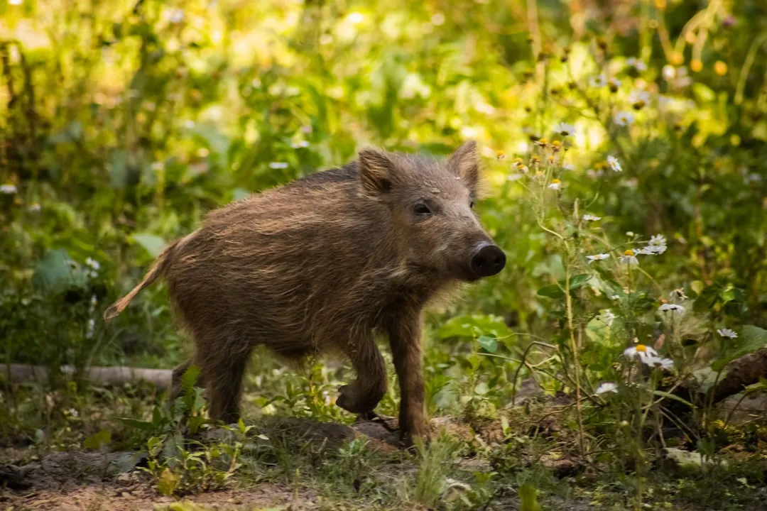 4. Never Corner a Hog or Block Its Escape Routes (Image Credits: Unsplash)