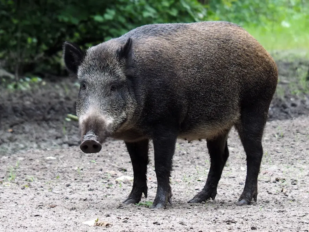 Taurus: The Wild Boar (Image Credits: Unsplash)